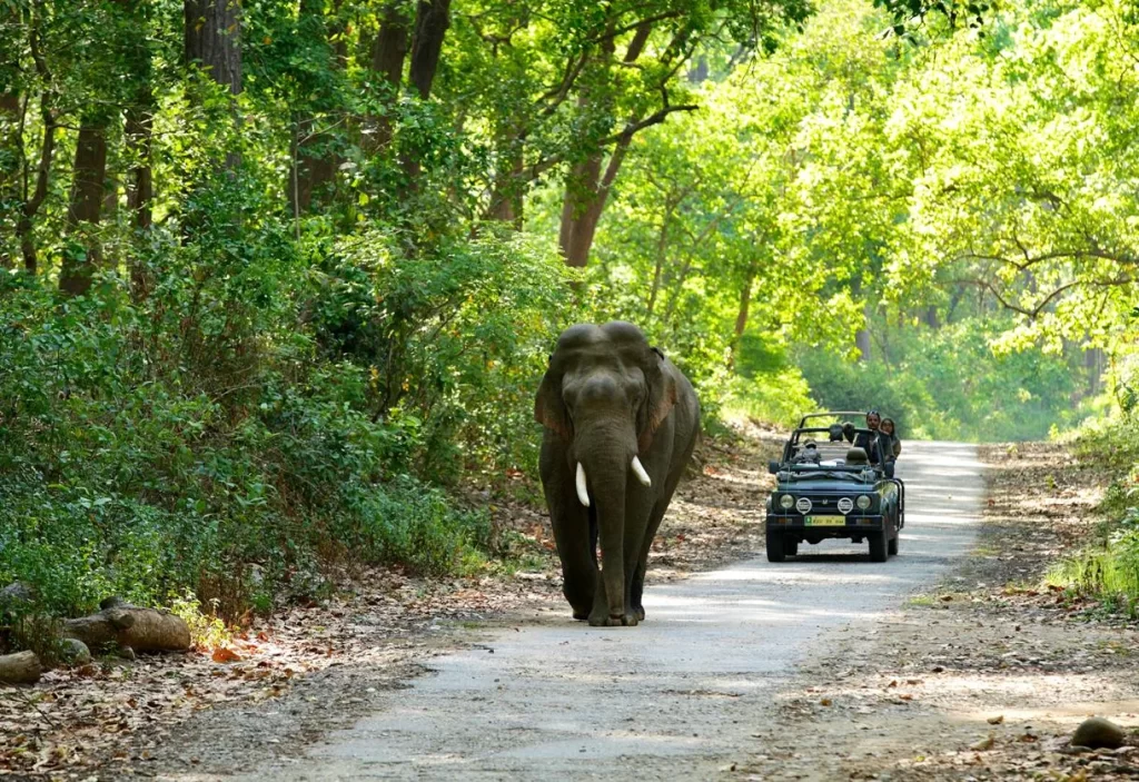jim corbett