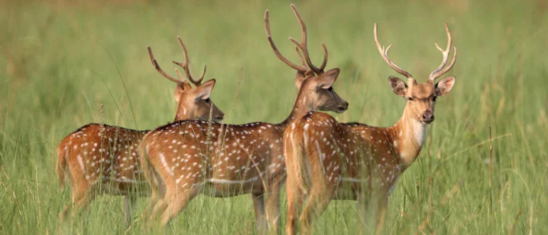 Jim Corbett National Park Tour