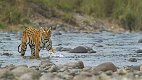 Jim Corbett National Park