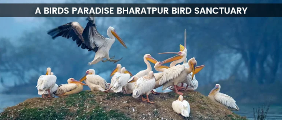 Bharatpur Bird Sanctuary