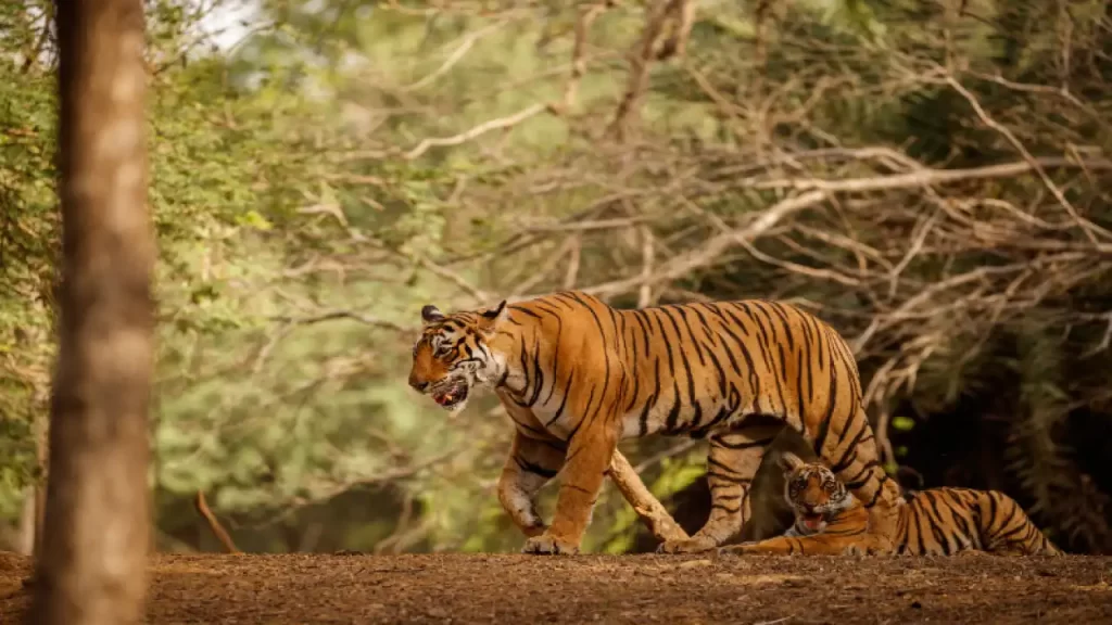 Sariska-Tiger-Reserve